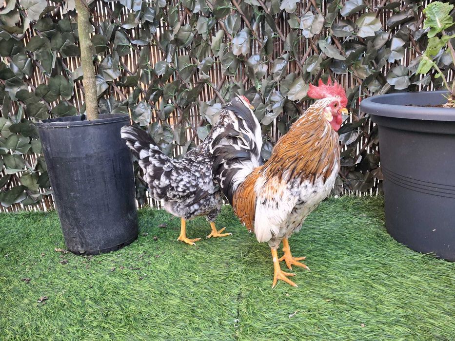 Casal de garnizes mil flores