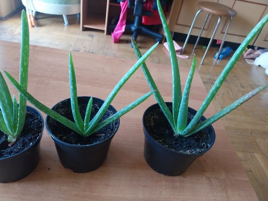 Aloes sadzonki mlode