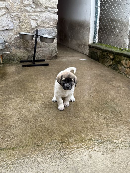 Cachorro rafeiro do alentejo