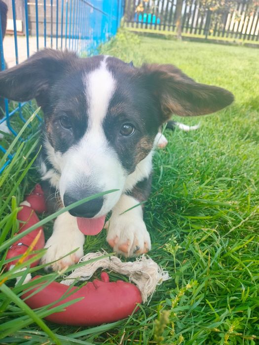 Welsh Corgi Cardigan