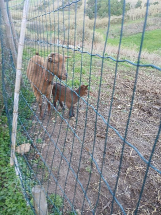 Vende-se Cabra com cabrita