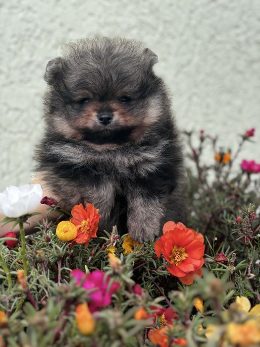 ляльковий Ведмедик шоу классу