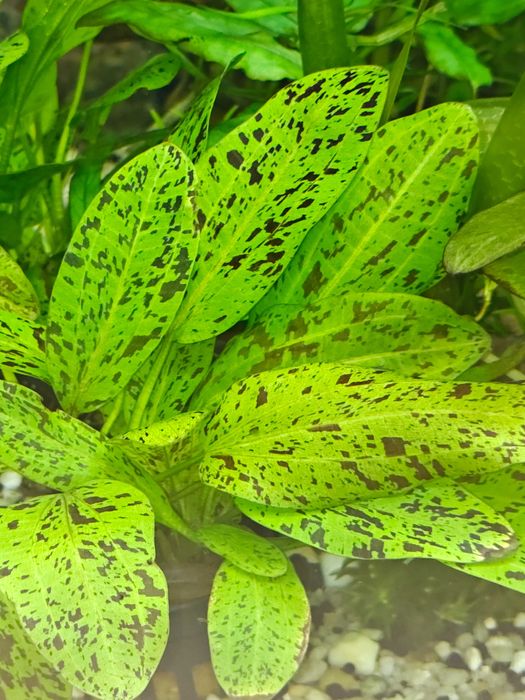 Żabienica Rośliny akwariowe Białystok