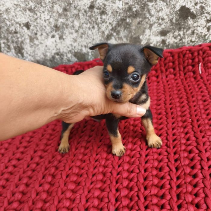 Pinscher miniatura - macho
