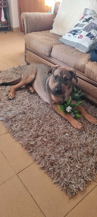 Boris para Adopção