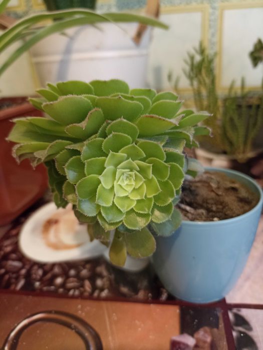 Кімнатні квіти які подарують Вам гарний настрій.