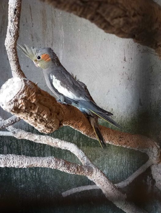 Caturras novas de  2025