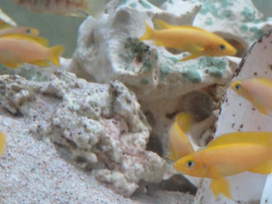 Neolamprologus leleupa tanganika 2 f1