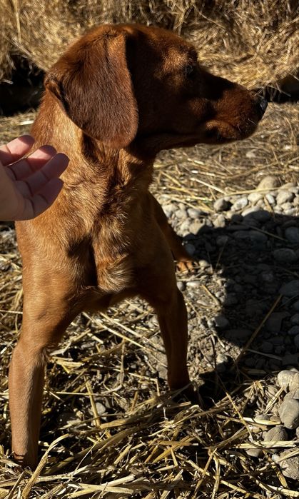 Pies piesek mieszaniec