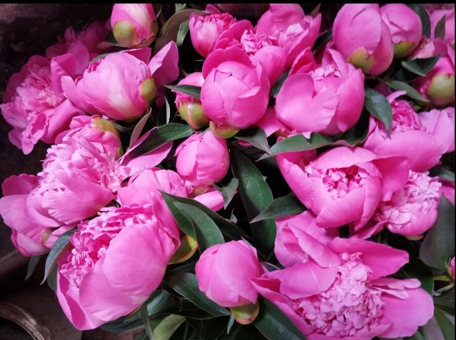 Продам клубні піонів