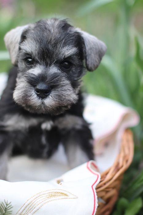 Перцы перцы перцы