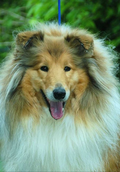 Щенки колли длиношерстной