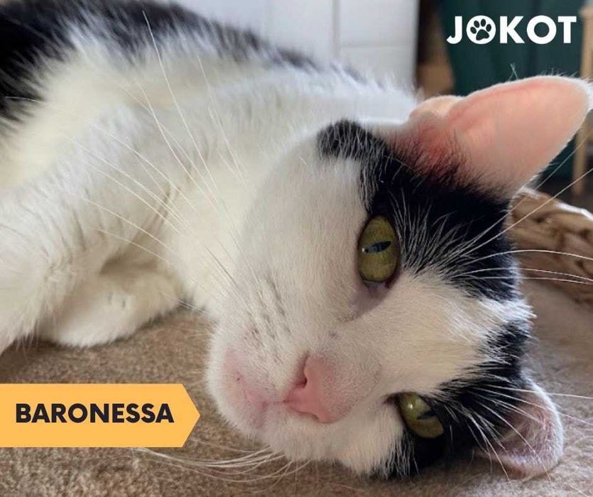 Baronessa - śliczna krówka pilnie szuka domku!