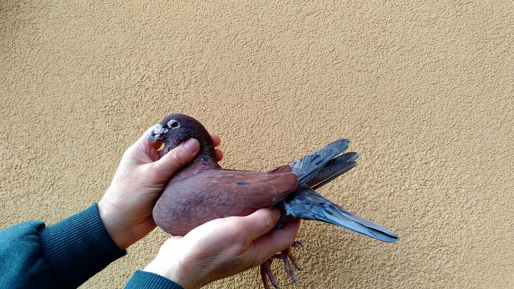 Gołębie pocztowe- młode 2026 Fulgonii,Van de Bosh,