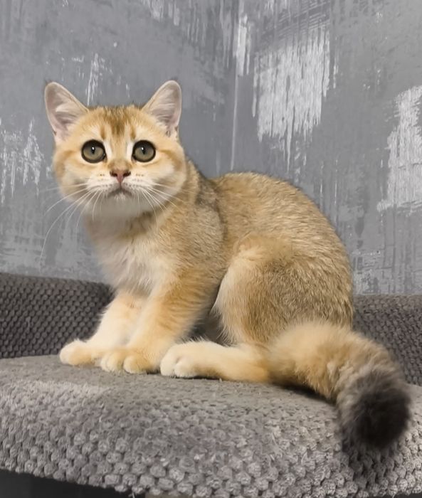 Золота шиншила кошенята котята котики котик