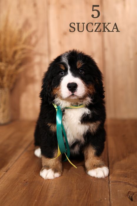 Berneński pies pasterski suczka