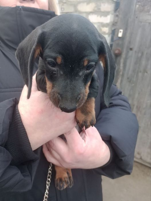 Щенки мини таксы мальчик и девочка