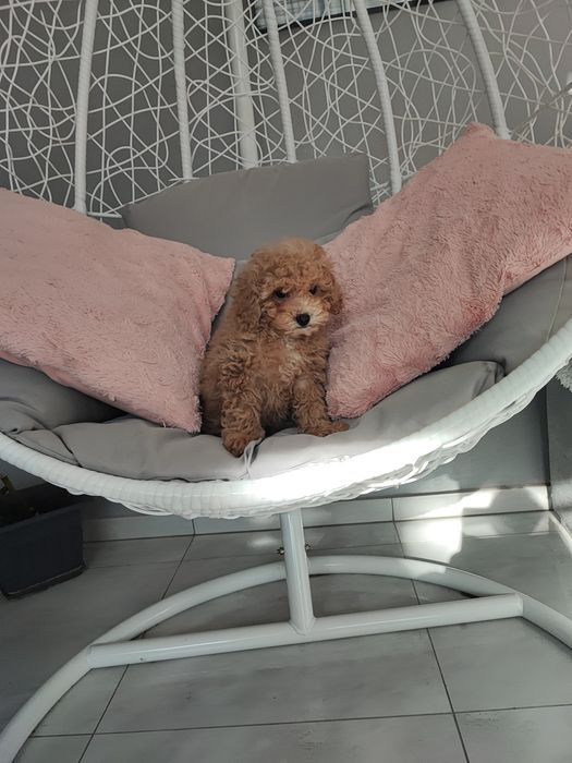 Pudelek toy  chłopczyk