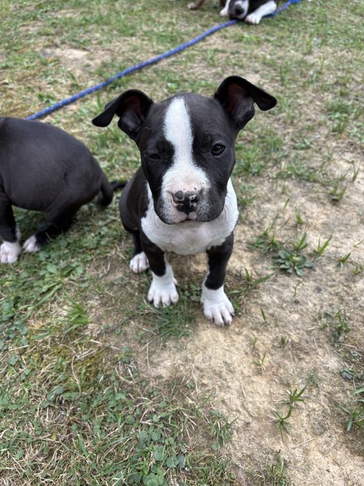 Szczeniak amstaff suczka