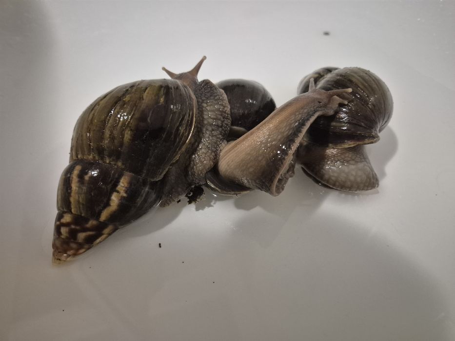 Равлики Ахатина 3 шт великі