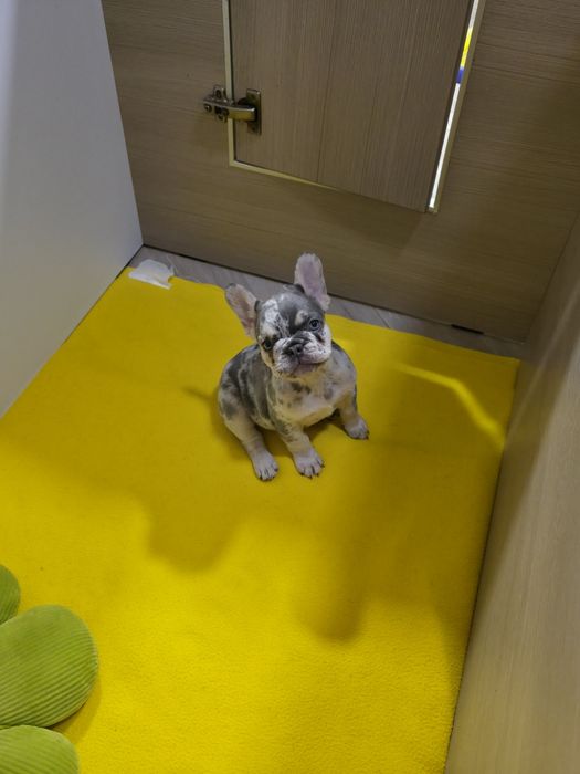 Дві красуні генні на флаффі