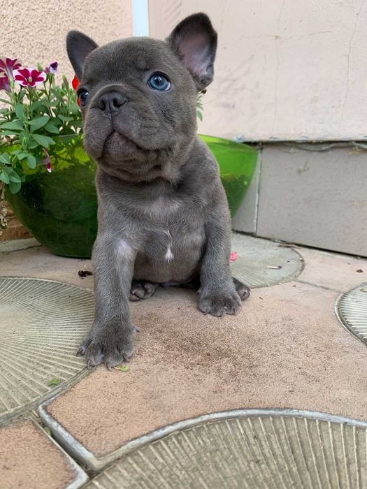 В'язка французького бульдога Ізабелла