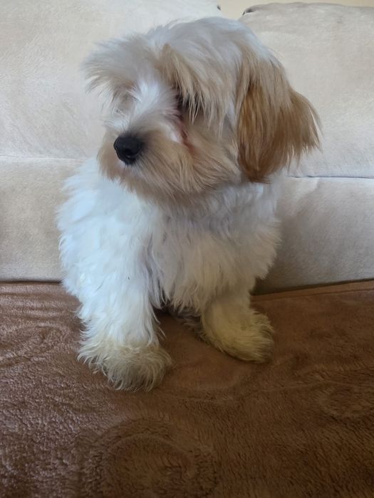 Yorkshire Terrier chłopczyk