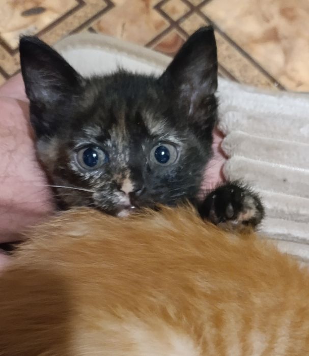 Отдам котят бесплатно