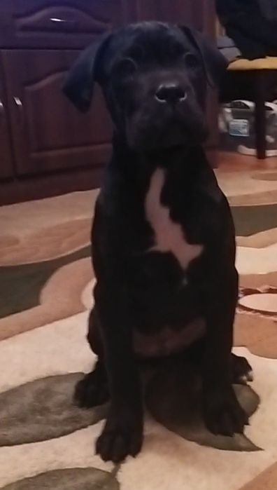 Кане-корсо щенки