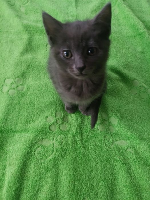 Віддам кошенятко в добрі руки