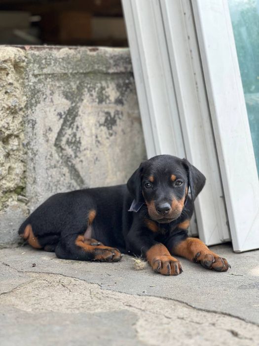 Вʼязка добермана