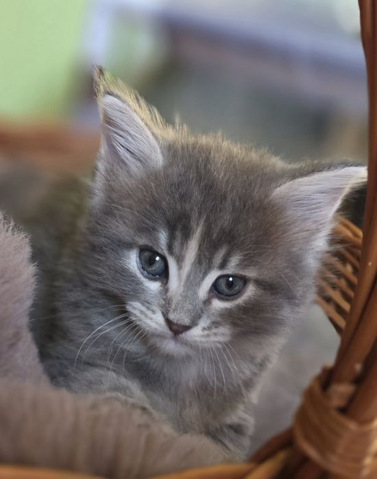 Kotka Maine Coon
