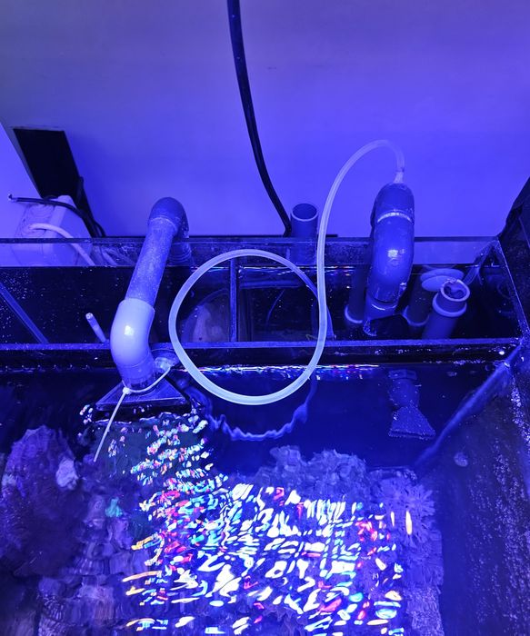 Aquario de agua salgada completo