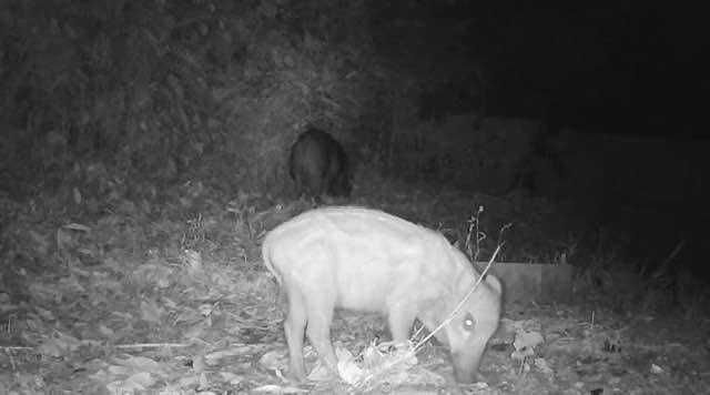 Câmera de Caça/Trilha com painel solar - Cartão de dados 4G