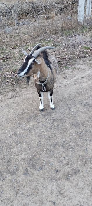 Продам комерунскую козу