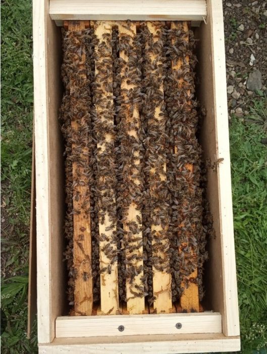 Пчелопакеты карпатка