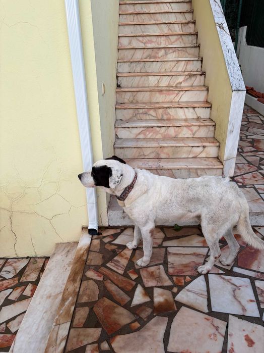 Oferta de Cão Rafeiro Alentejano/Lavrador