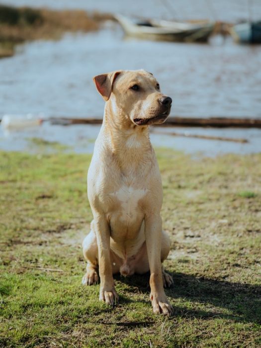 mestico amstaff ( PP )