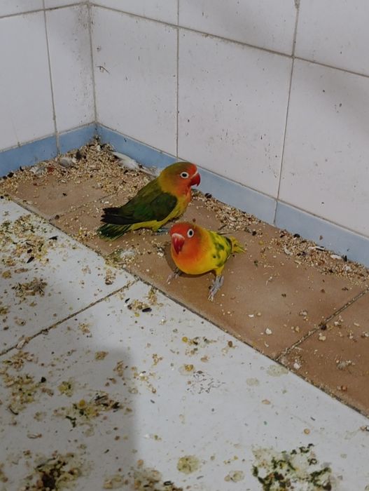Casais de Agapórnis