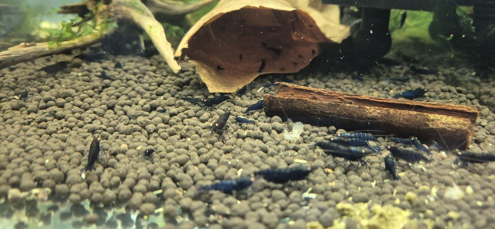 Krewetki Royal Tiger OE carerdina