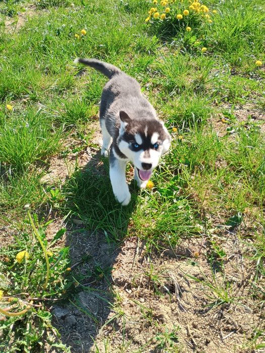 Piesek Siberian Husky