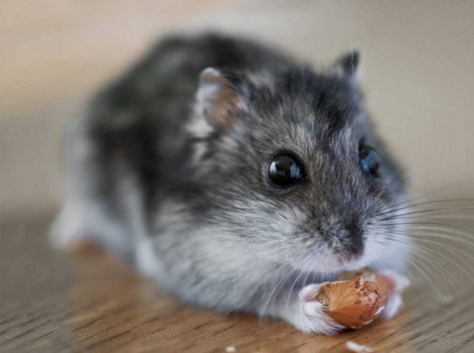 Джунгарские хомячки, хомячата, хомяки, хомяк, карликовые, джунгарики