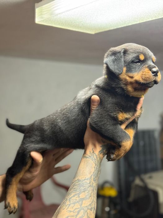 Rottweiller femea