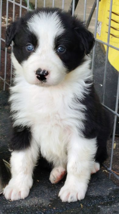 Excelente border collie macho preto e branco  olhos  azuis