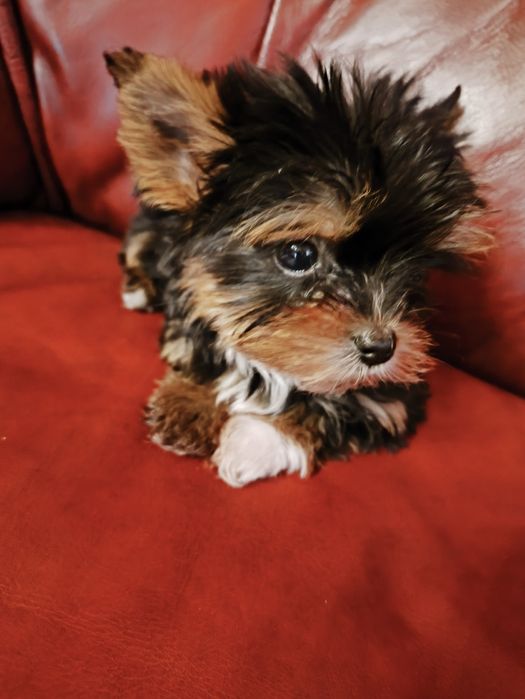 Продам цуценят йориків