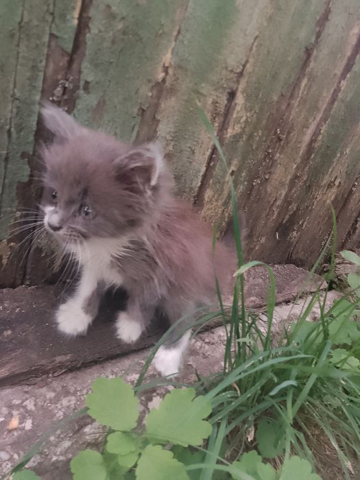 Віддамо Безкоштовно