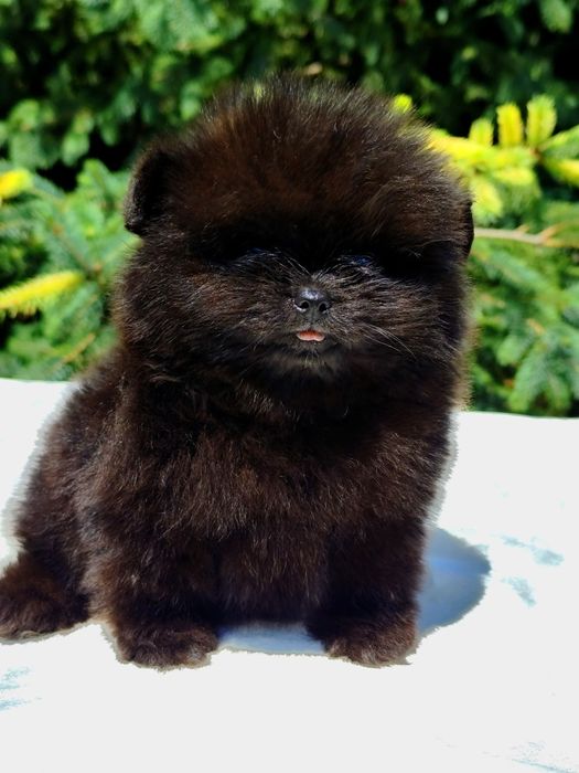 Шикарний чорний ведмедик