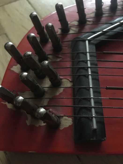 Cytra niemiecka sprzedam