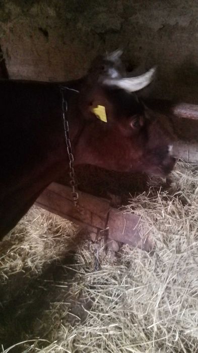 Продам корову на утриманя