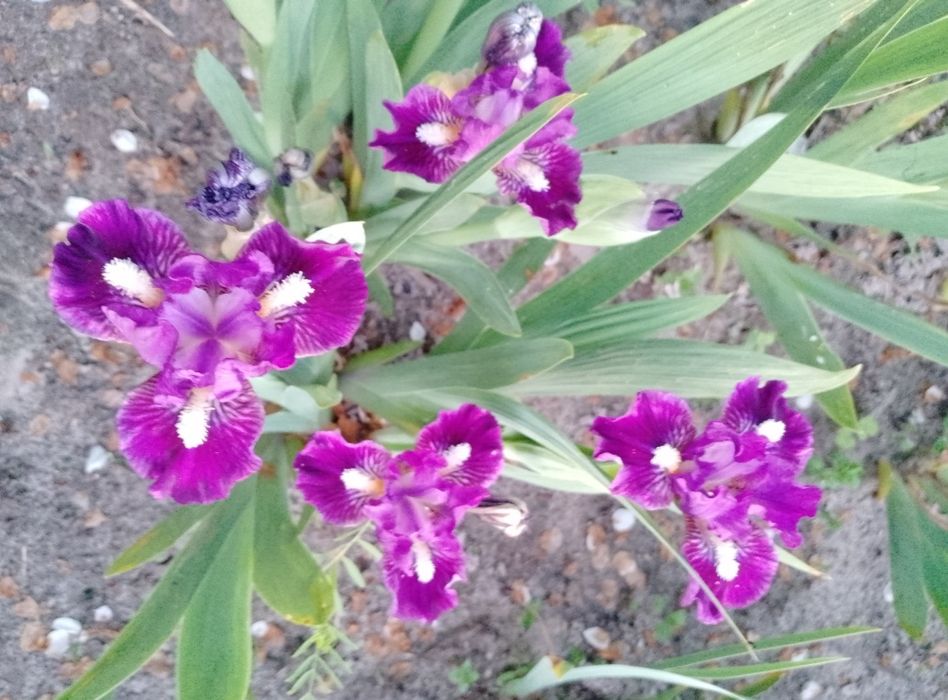 Карликові іриси (набір від 5 шт)